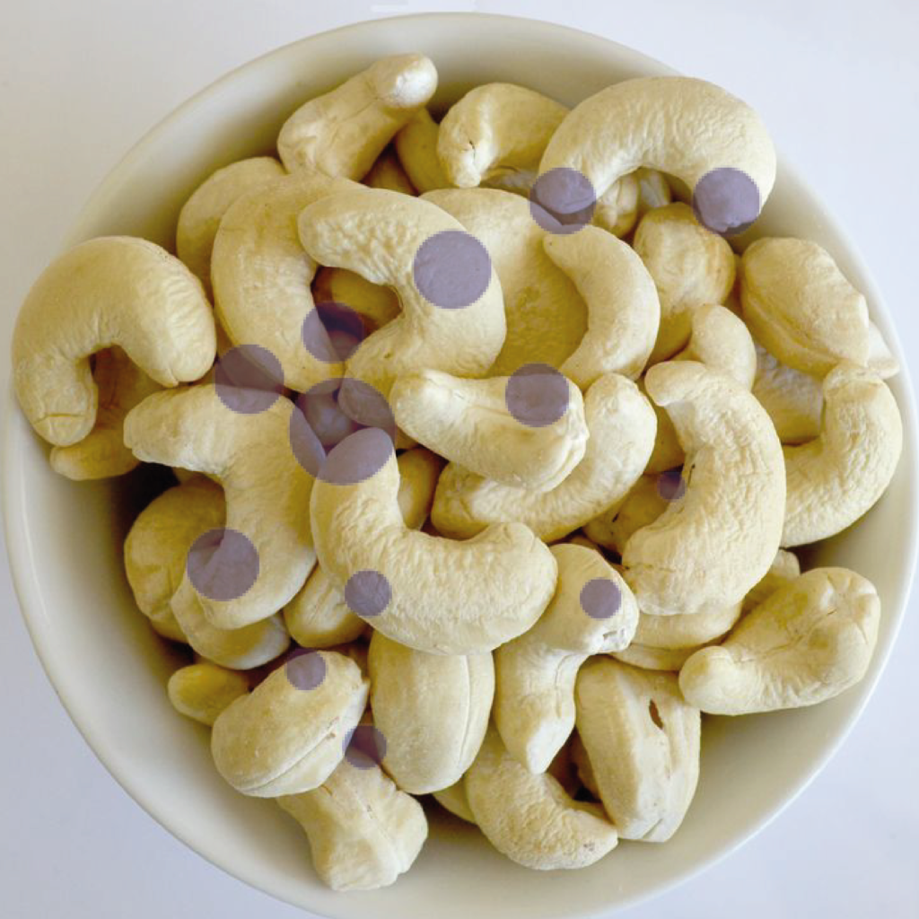 CASHEW KENELS