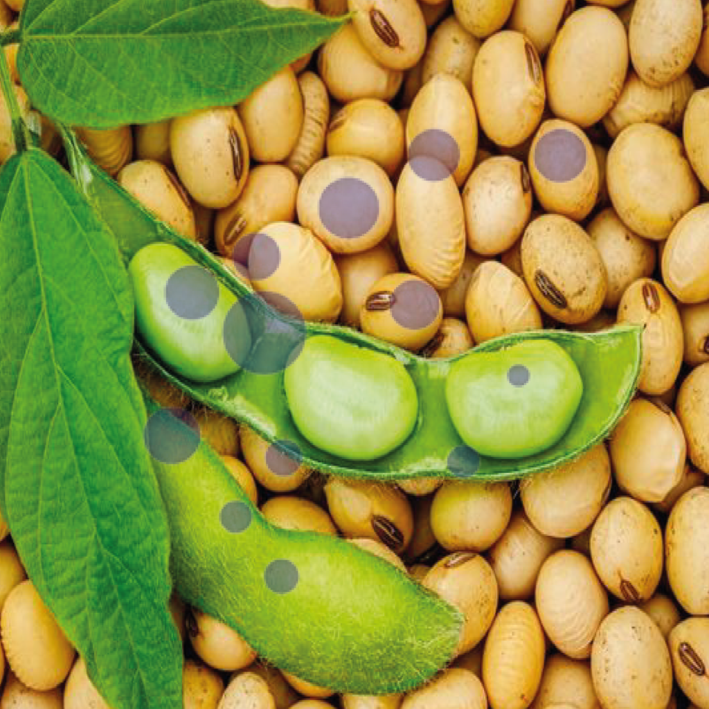 SOYBEANS